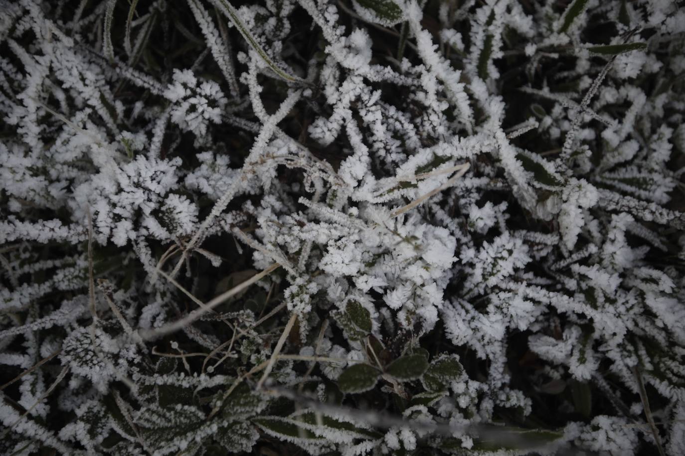 El área central de Asturias ha registrado heladas en las primeras horas de la mañana.