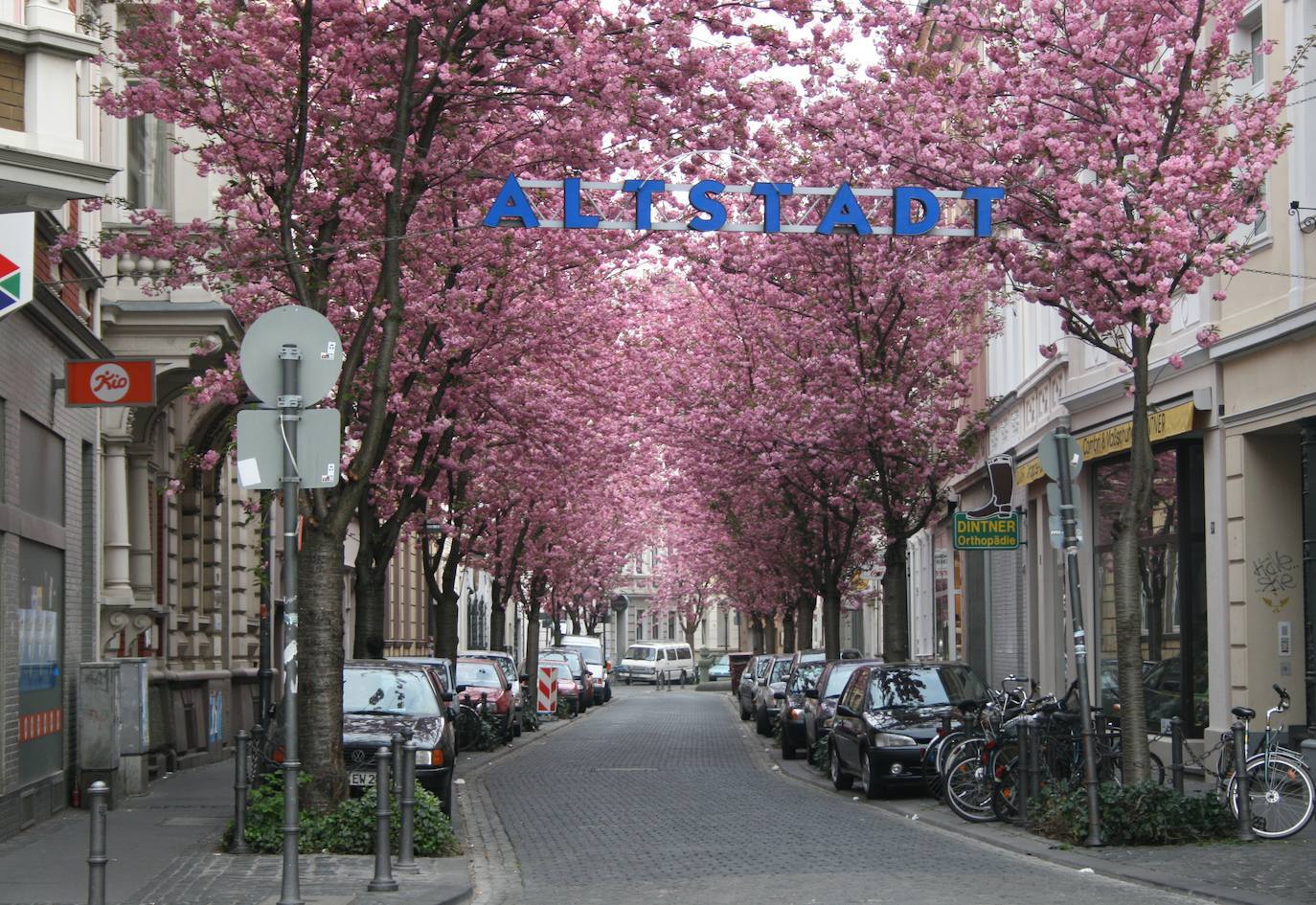 Cherry Blossom Avenue (Bonn, Alemania)