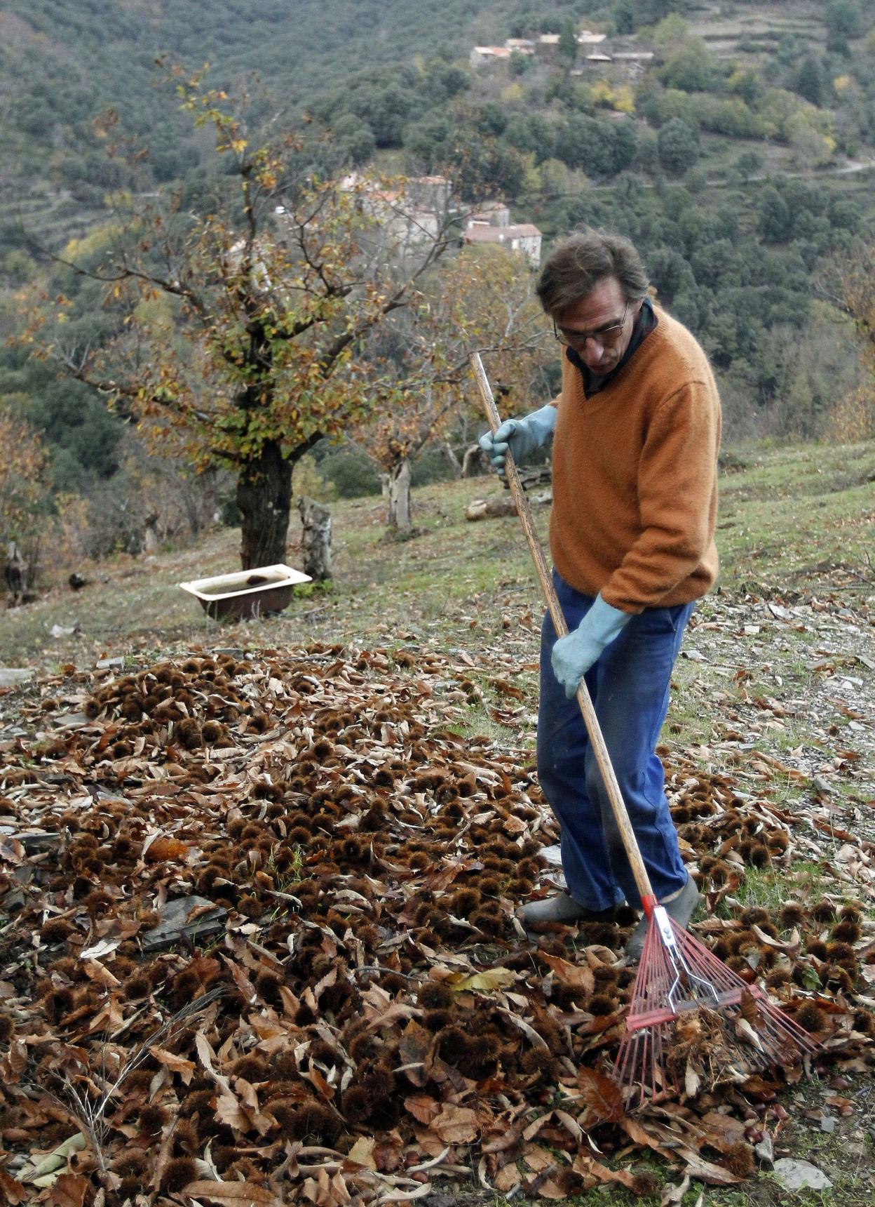 Un agricultor recoge las hojas de su terreno. 