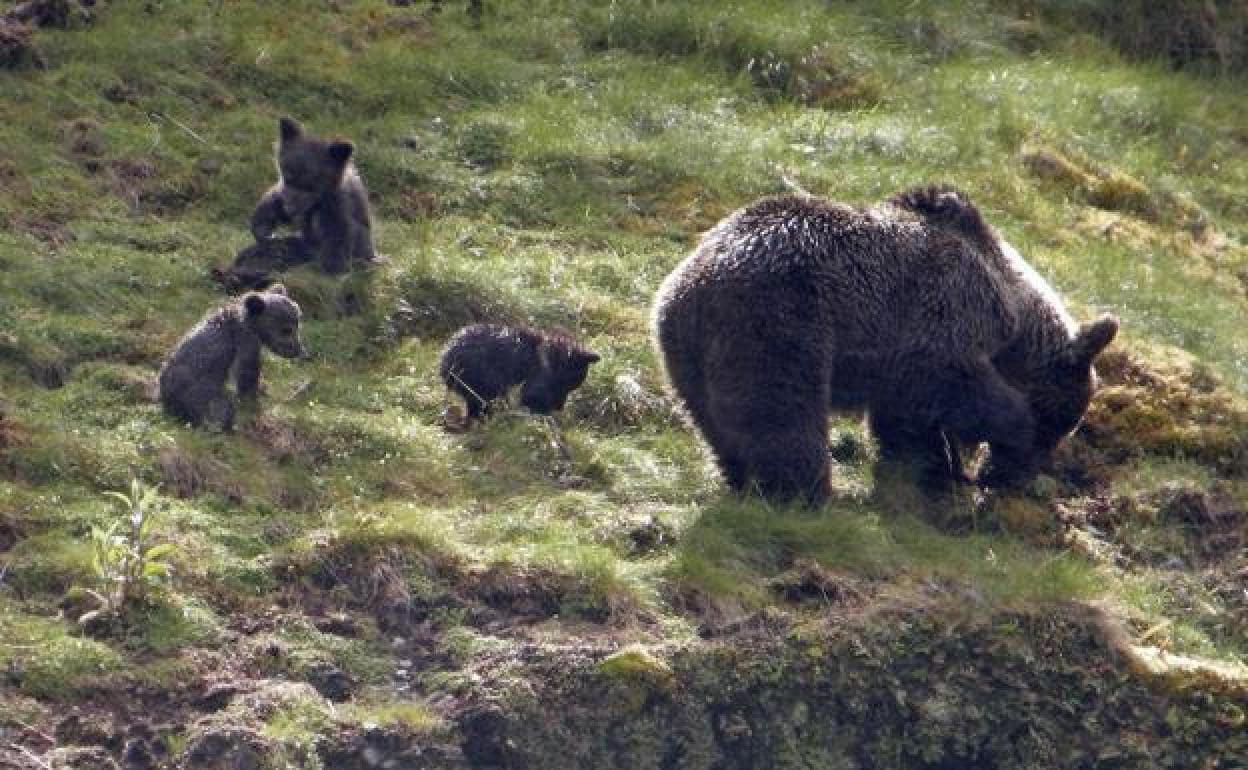 León iniciará este año un proyecto para el radiomarcaje de los osos pardos