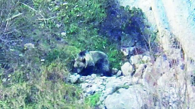 La osezna 'Saba' merodeando en la zona de Picos de Europa donde fue liberada hace dos meses. 
