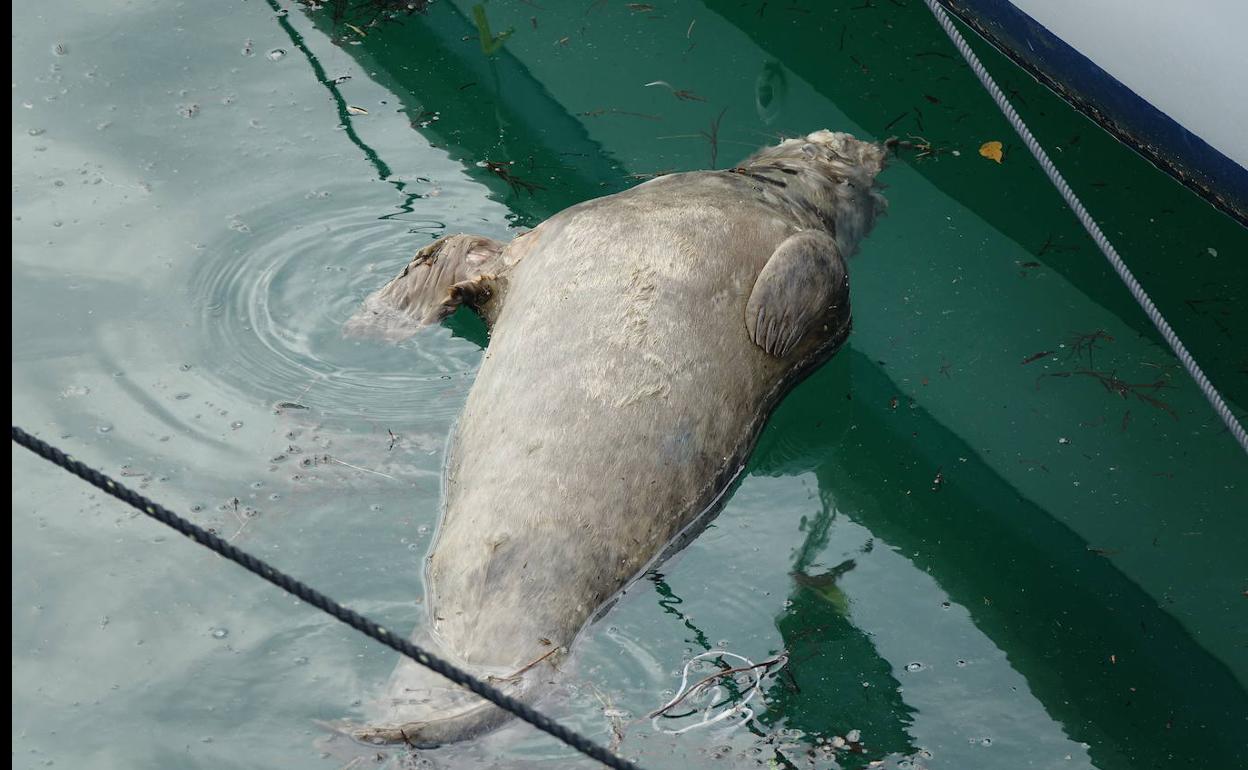 El ejemplar de foca encontrado muerto