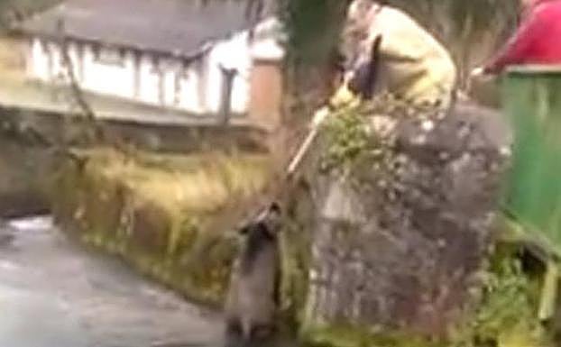 Un jabalí, rescatado por los bomberos de Oviedo tras quedarse atrapado en un estanque