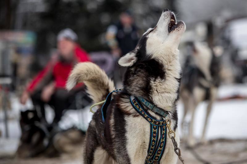 Alrededor de setecientos perros y más de cien 'mushers' han participado en la carrera 'Sedivackuv Long 2020', que se celebra entre el 21 y 25 de enero en Orlicke Mountain (República Checa). Se trata de la competición más larga del país en su categoría y una de las más duras de Europa. 