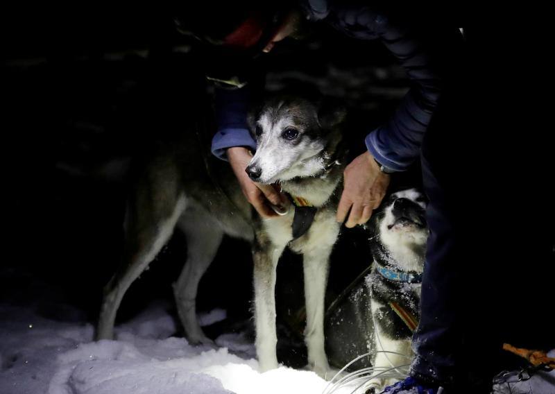 Alrededor de setecientos perros y más de cien 'mushers' han participado en la carrera 'Sedivackuv Long 2020', que se celebra entre el 21 y 25 de enero en Orlicke Mountain (República Checa). Se trata de la competición más larga del país en su categoría y una de las más duras de Europa. 