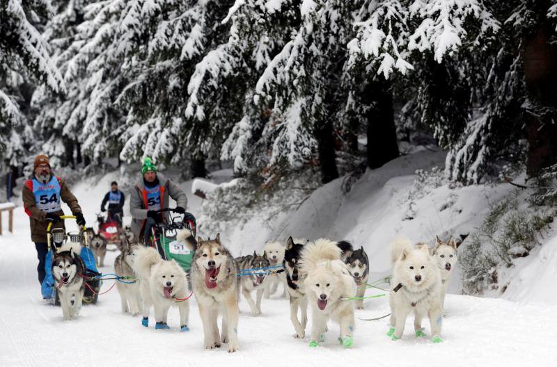 Alrededor de setecientos perros y más de cien 'mushers' han participado en la carrera 'Sedivackuv Long 2020', que se celebra entre el 21 y 25 de enero en Orlicke Mountain (República Checa). Se trata de la competición más larga del país en su categoría y una de las más duras de Europa. 