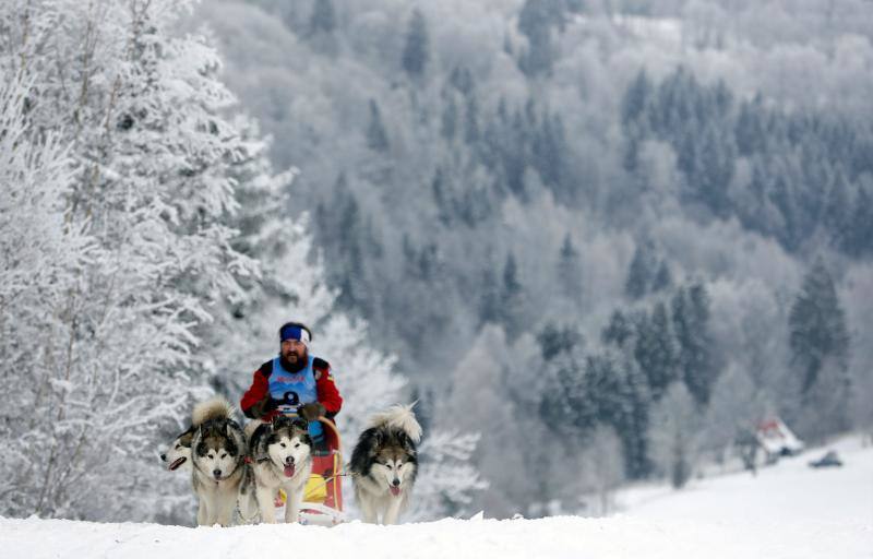 Alrededor de setecientos perros y más de cien 'mushers' han participado en la carrera 'Sedivackuv Long 2020', que se celebra entre el 21 y 25 de enero en Orlicke Mountain (República Checa). Se trata de la competición más larga del país en su categoría y una de las más duras de Europa. 