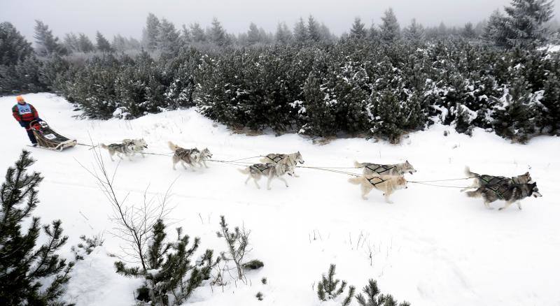 Alrededor de setecientos perros y más de cien 'mushers' han participado en la carrera 'Sedivackuv Long 2020', que se celebra entre el 21 y 25 de enero en Orlicke Mountain (República Checa). Se trata de la competición más larga del país en su categoría y una de las más duras de Europa. 