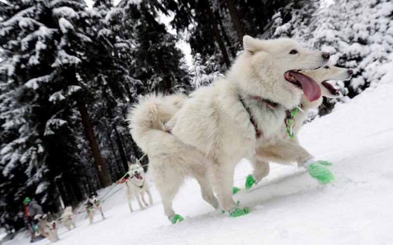 Alrededor de setecientos perros y más de cien 'mushers' han participado en la carrera 'Sedivackuv Long 2020', que se celebra entre el 21 y 25 de enero en Orlicke Mountain (República Checa). Se trata de la competición más larga del país en su categoría y una de las más duras de Europa. 