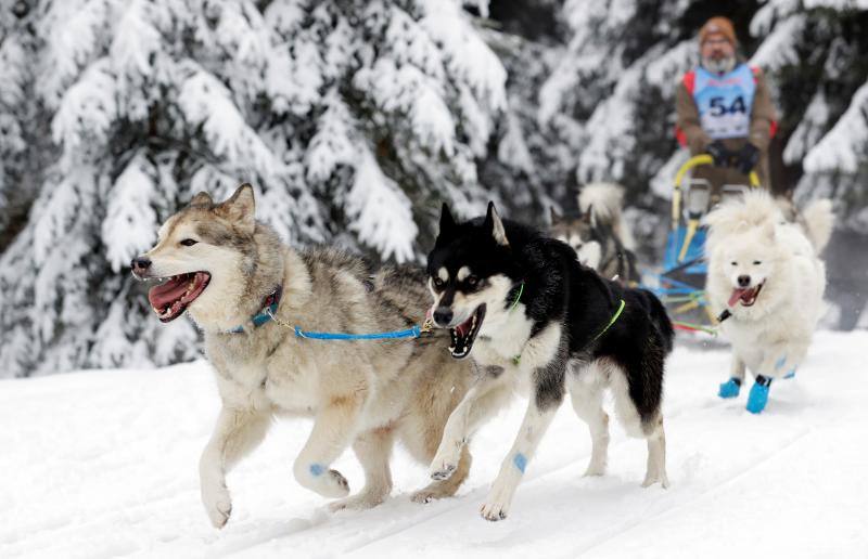 Alrededor de setecientos perros y más de cien 'mushers' han participado en la carrera 'Sedivackuv Long 2020', que se celebra entre el 21 y 25 de enero en Orlicke Mountain (República Checa). Se trata de la competición más larga del país en su categoría y una de las más duras de Europa. 