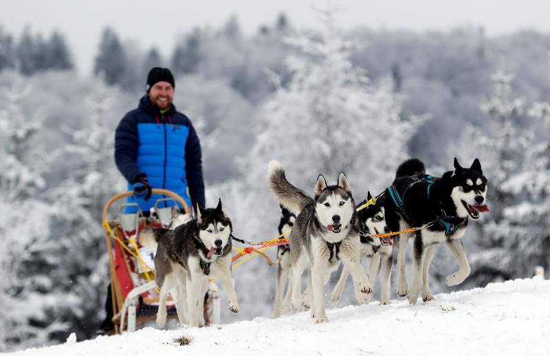 Alrededor de setecientos perros y más de cien 'mushers' han participado en la carrera 'Sedivackuv Long 2020', que se celebra entre el 21 y 25 de enero en Orlicke Mountain (República Checa). Se trata de la competición más larga del país en su categoría y una de las más duras de Europa. 