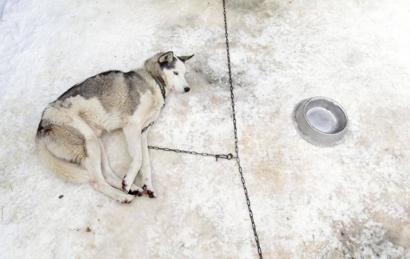 Alrededor de setecientos perros y más de cien 'mushers' han participado en la carrera 'Sedivackuv Long 2020', que se celebra entre el 21 y 25 de enero en Orlicke Mountain (República Checa). Se trata de la competición más larga del país en su categoría y una de las más duras de Europa. 