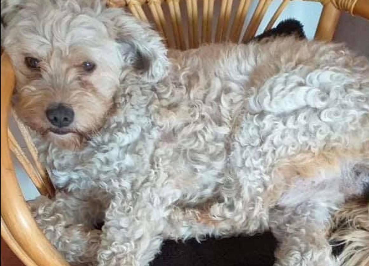 Buscan a un perro que se escapó en Trasona, Corvera