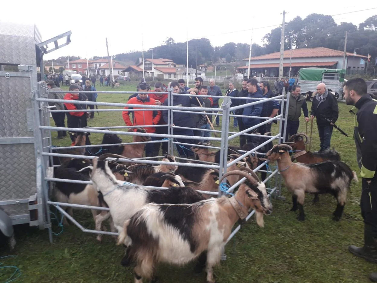 Llanes «reinventará» las ferias ganaderas tras el bajón de los últimos