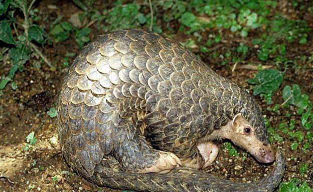 El pangolín podría ser transmisor del coronavirus, según los científicos chinos