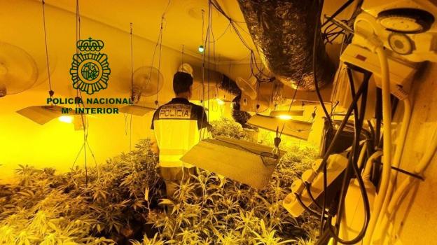 Un agente de la Policía Nacional camina entre la plantación de marihuana incautada en Grado. 