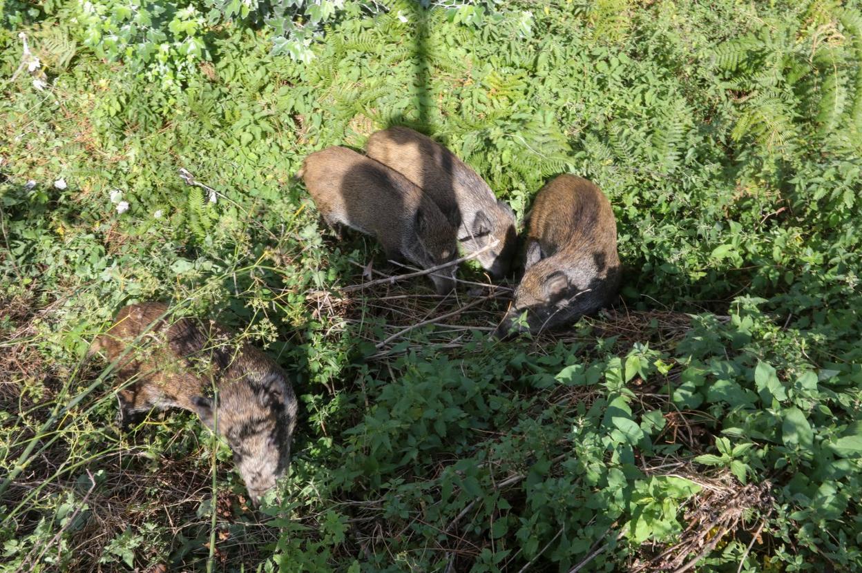 Imagen de archivo de los jabatos capturados el año pasado. 