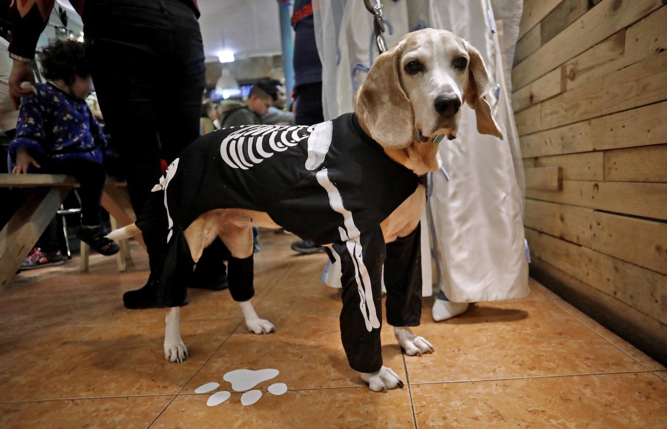 Animales y dueños disfrutaron este martes del tercer Perricarnaval en Green Zone Bio, donde desfilaron hasta treinta participantes