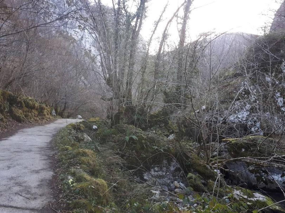 Te invitamos a recorrer con nosotros esta maravillosa ruta en pleno Parque Natural de Redes, que parte desde el pueblo de Caleao y que transcurre junto al río Los Arrudos y a su desfiladero. Esta ruta nos conducirá también por el frondoso hayedo de Los Arrobellaos, la majada de Roxecu, la majada de Llede, la de los Moyones, el Lago Ubales (una laguna de montaña en la que habitan tritones y varias plantas curiosas), el antiguo Camín de Castilla o las cabañas de Pasaoriu, entre otros. Una senda con encanto perfecta para disfrutar del senderismo y la naturaleza.