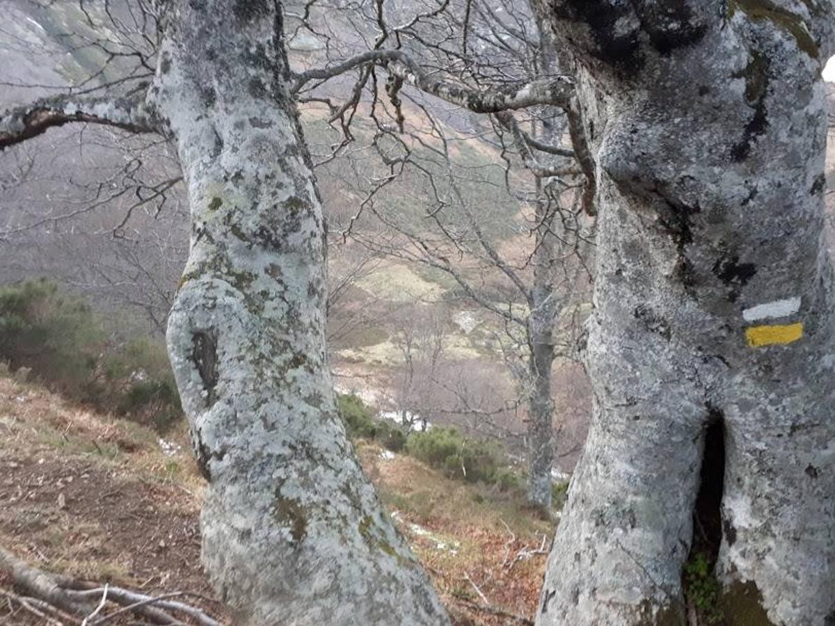 Te invitamos a recorrer con nosotros esta maravillosa ruta en pleno Parque Natural de Redes, que parte desde el pueblo de Caleao y que transcurre junto al río Los Arrudos y a su desfiladero. Esta ruta nos conducirá también por el frondoso hayedo de Los Arrobellaos, la majada de Roxecu, la majada de Llede, la de los Moyones, el Lago Ubales (una laguna de montaña en la que habitan tritones y varias plantas curiosas), el antiguo Camín de Castilla o las cabañas de Pasaoriu, entre otros. Una senda con encanto perfecta para disfrutar del senderismo y la naturaleza.