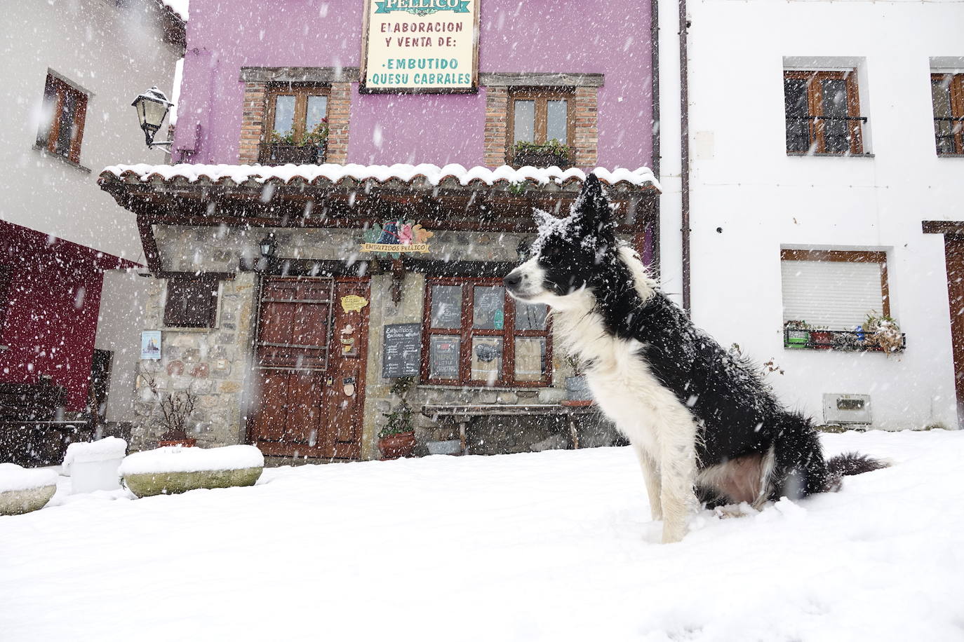 Asturias ha entrado en el mes de marzo bajo los efectos de la borrasca 'Karine', que ha desplomado la cota de nieve al entorno de los 700 metros, lo que ha complicado la circulación en puertos de montaña como Pajares. Ese manto blanco también dibuja paisajes únicos, como los que se pueden ver en los Lagos de Covadonga. En cotas más bajas, la lluvia es la protagonista de la jornada.