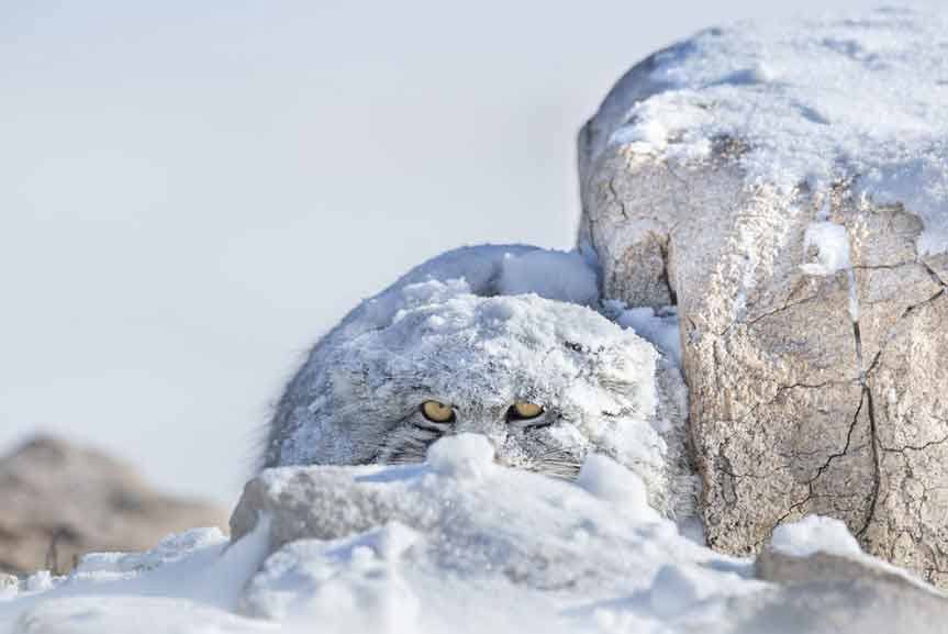 Infiesto se convierte un año más en el epicentro de la fotografía y el video de montaña, naturaleza y aventura. 15.000 fotos de 1.306 autores procedentes de 76 países han participado en este concurso. De todas ellas, solo quince han resultado premiadas y reconocidas como las técnicamente más valiosas y las visualmente más impactantes. Foto premiada en la categoría 'Mundo Animal' y Premio Absoluto 30 MML. 