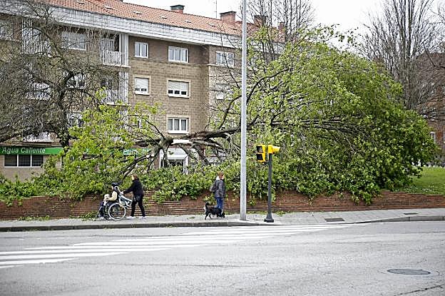 Árbol partido por el fuerte viento en la avenida de El Llano, en Gijón. 