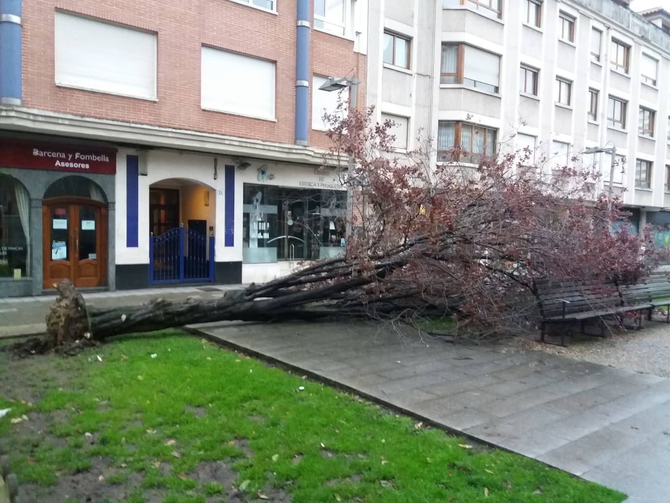Cuando faltan días para la llegada de la primavera, Asturias vive jornadas de pleno invierno en las que la nieve, el granizo y fuertes vientos, que incluso han derribado árboles.