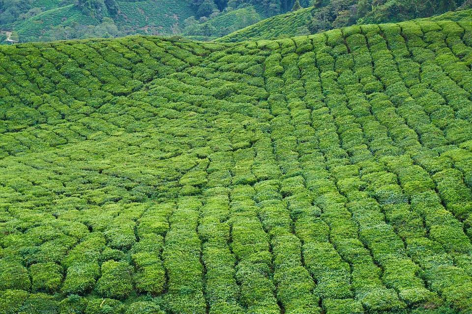 Hay muchas maneras de ver el mundo. Existen rutas turísticas pensadas para los amantes de la gastronomía, otras para los que buscan experiencias de sol y playa, para los apasionados del cine, la literatura... Pero también hay quien opta por viajar para disfrutar de la fotografía y de los paisajes que regala la naturaleza, como estos llamativos y diferentes lugares donde el color se convierte en el protagonista. En imagen uno de ellos, el delta del río Liaohe, la playa roja de China. 
