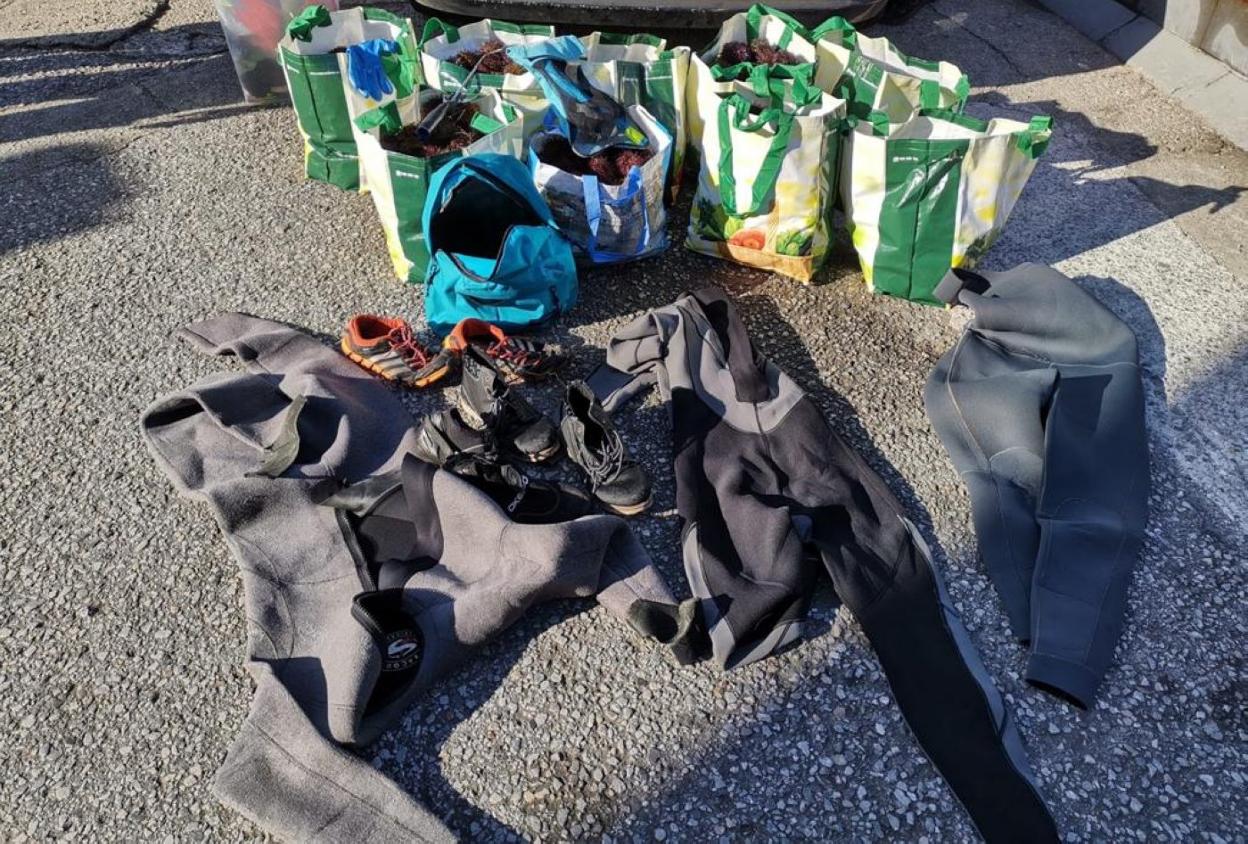 Los oricios incautados fueron devueltos al mar. 