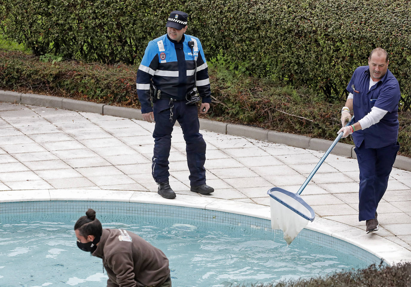 Una camada de patos tuvo que se rescatada este viernes en una urbanización de Viesques. Disfrutan de la piscina comunitaria mientras los vecinos permanecen confinados en sus casas. En el 'rescate' participaron agentes de la Policía Local. Fueron trasladados al parque.