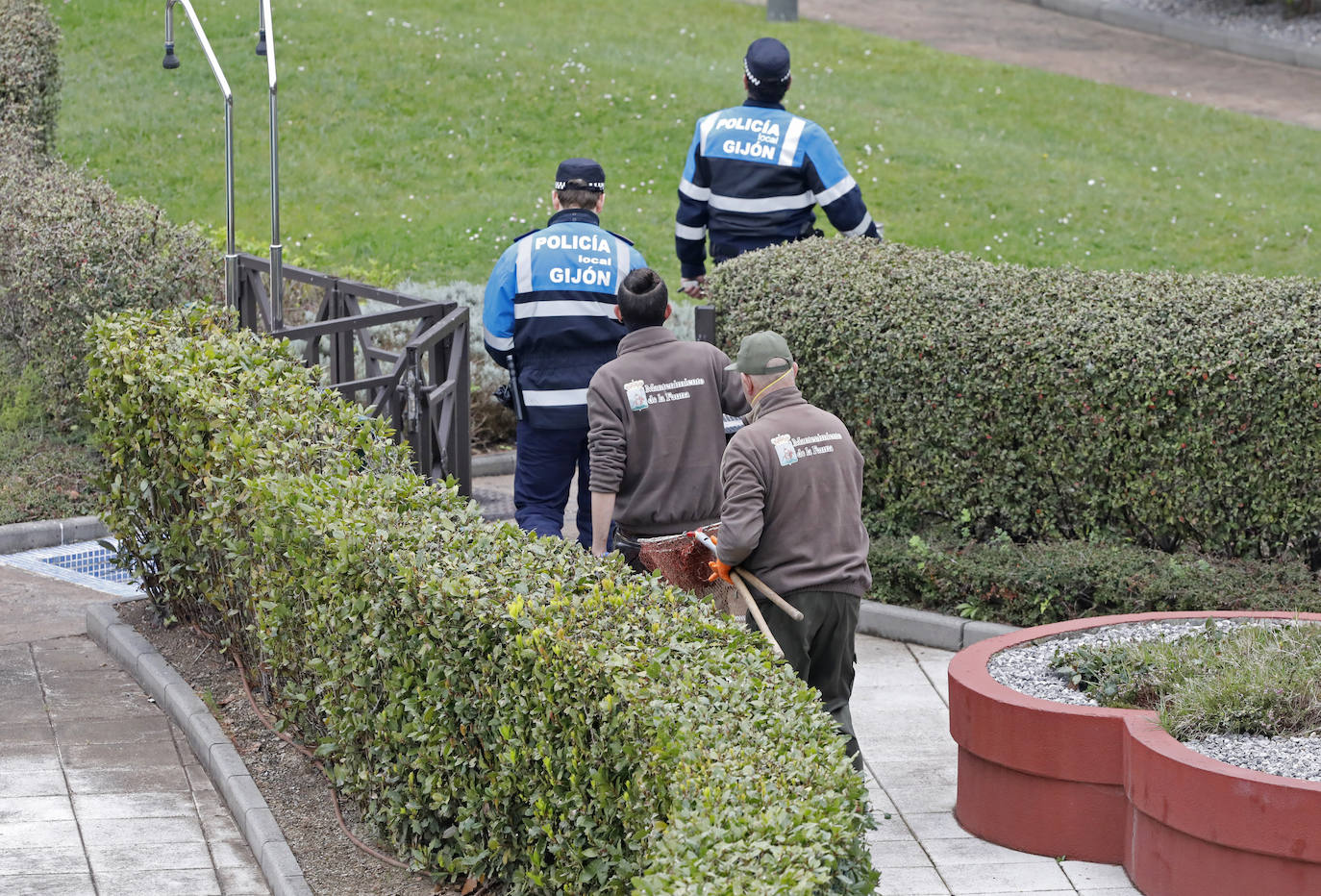 Una camada de patos tuvo que se rescatada este viernes en una urbanización de Viesques. Disfrutan de la piscina comunitaria mientras los vecinos permanecen confinados en sus casas. En el 'rescate' participaron agentes de la Policía Local. Fueron trasladados al parque.