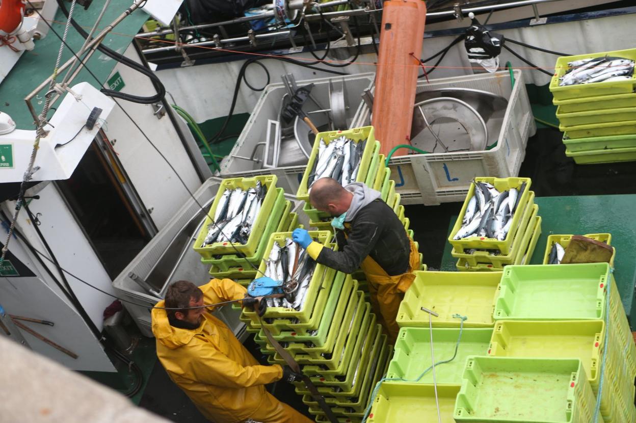 Desembarco de xarda la pasada tarde en Lastres. 