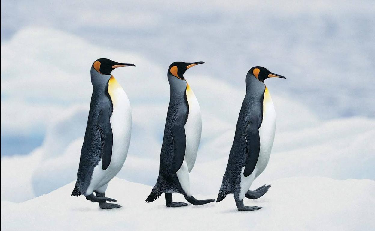 La misteriosa desaparición de casi un millón de pingüinos rey