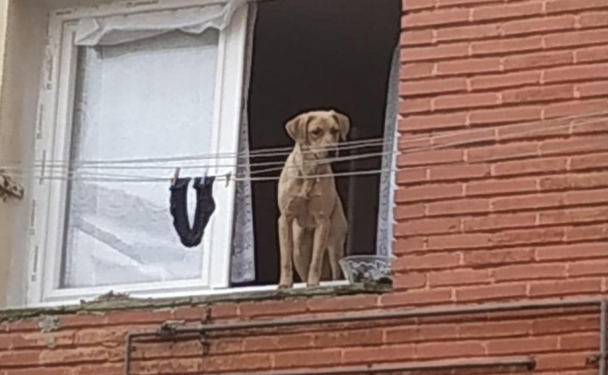 El perro abandonado en el tercer piso de un edificio de la calle Vázquez de Mella, ayer. 
