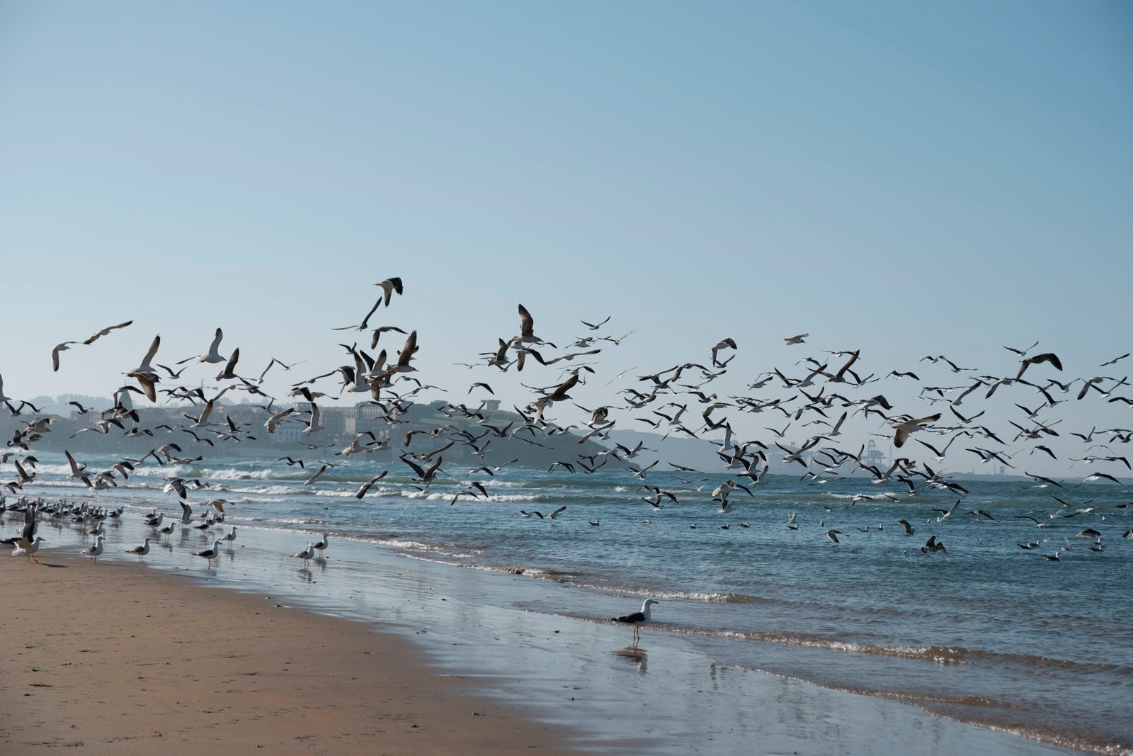 Te acercamos las imágenes de Asturias que este año apenas podemos disfrutar a causa de la terrible pandemia que azota nuestro país. 