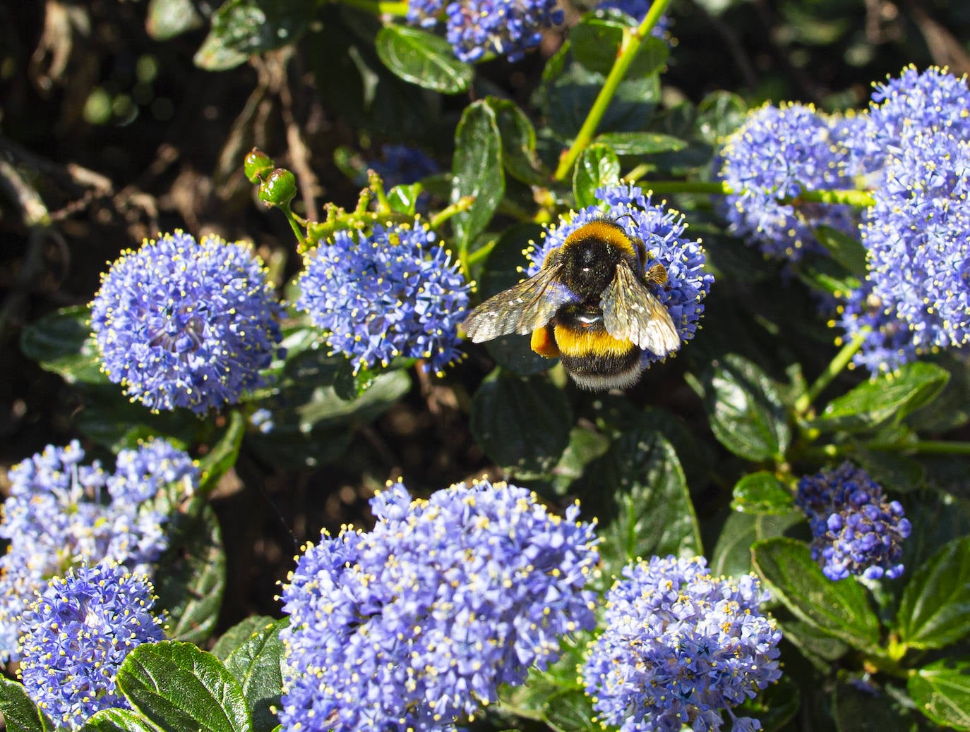 Te acercamos las imágenes de Asturias que este año apenas podemos disfrutar a causa de la terrible pandemia que azota nuestro país. 