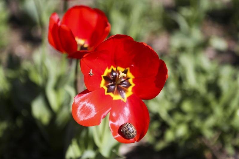 Te acercamos las imágenes de Asturias que este año apenas podemos disfrutar a causa de la terrible pandemia que azota nuestro país. 