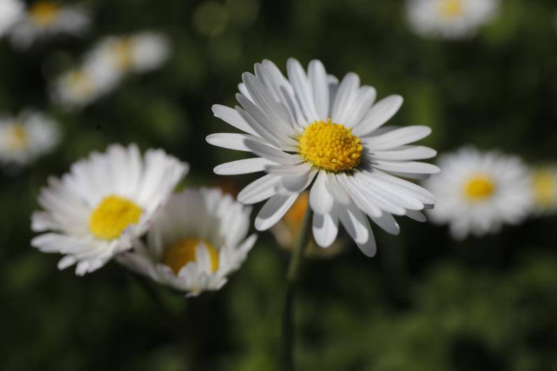 Te acercamos las imágenes de Asturias que este año apenas podemos disfrutar a causa de la terrible pandemia que azota nuestro país. 