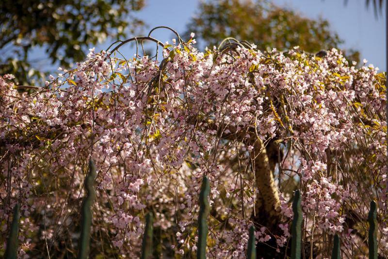 Te acercamos las imágenes de Asturias que este año apenas podemos disfrutar a causa de la terrible pandemia que azota nuestro país. 