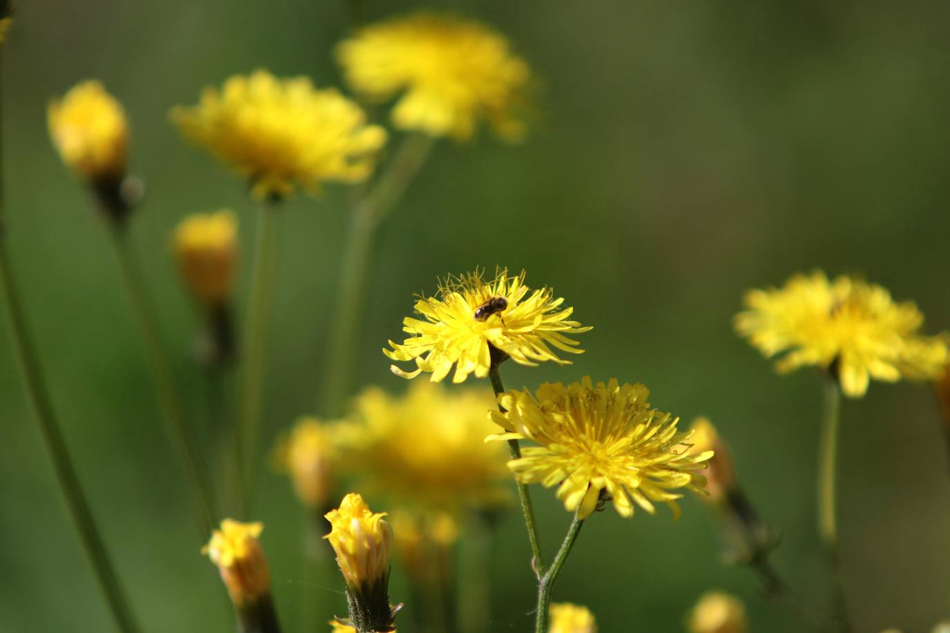 Te acercamos las imágenes de Asturias que este año apenas podemos disfrutar a causa de la terrible pandemia que azota nuestro país. 