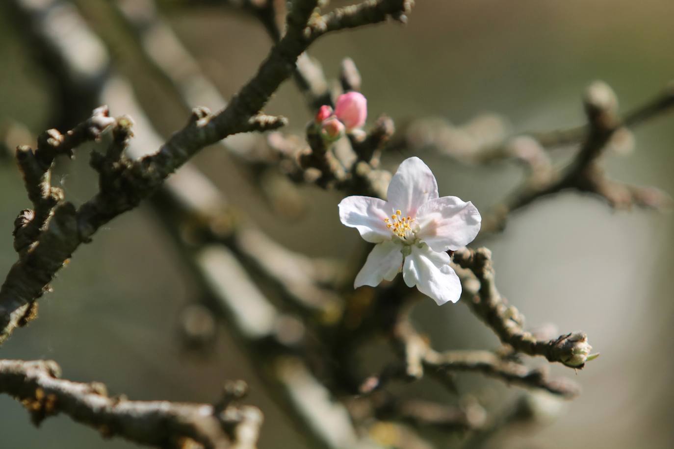 Te acercamos las imágenes de Asturias que este año apenas podemos disfrutar a causa de la terrible pandemia que azota nuestro país. 