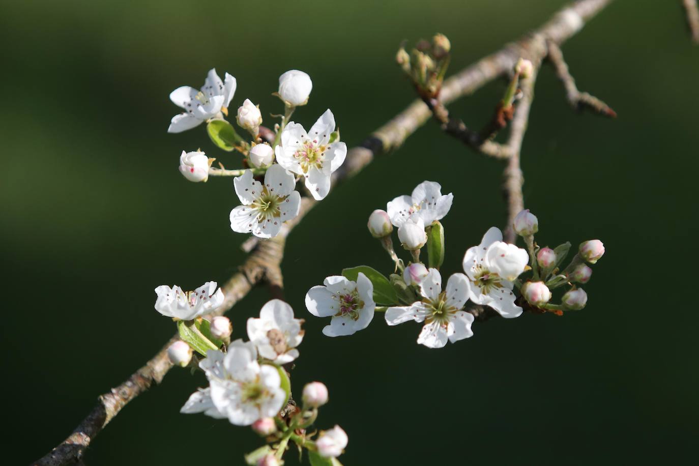 Te acercamos las imágenes de Asturias que este año apenas podemos disfrutar a causa de la terrible pandemia que azota nuestro país. 