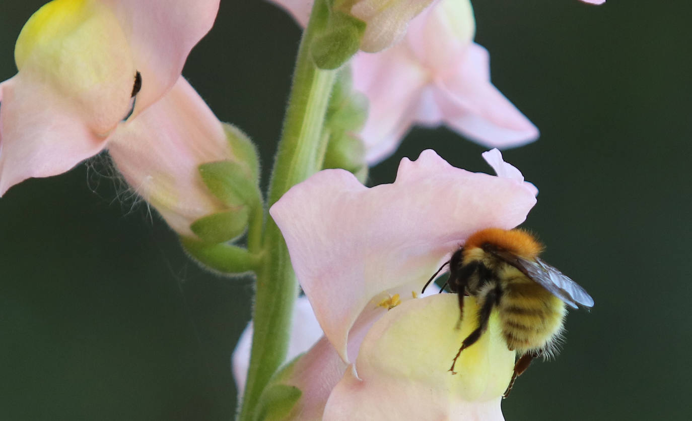Te acercamos las imágenes de Asturias que este año apenas podemos disfrutar a causa de la terrible pandemia que azota nuestro país. 
