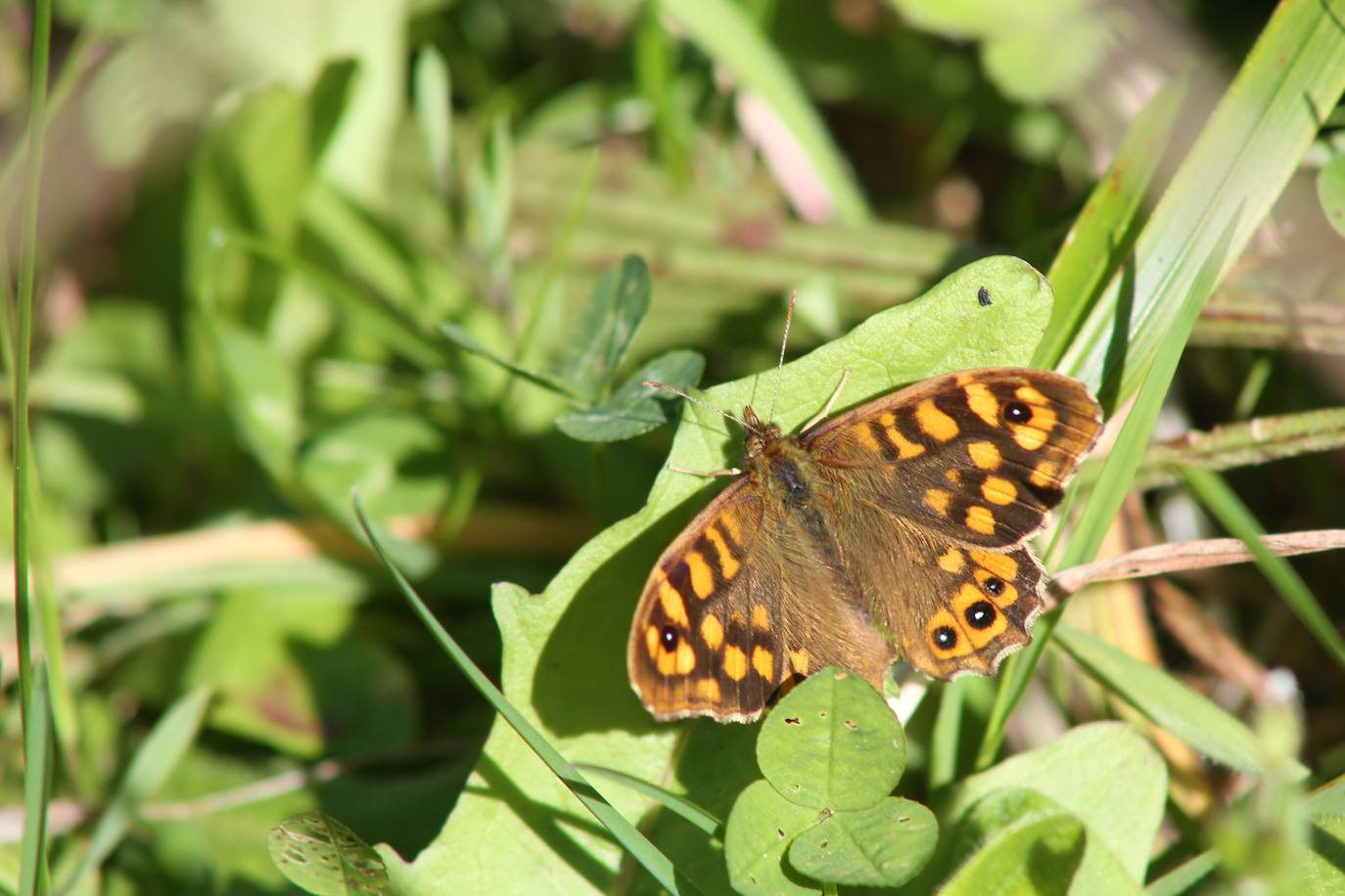Te acercamos las imágenes de Asturias que este año apenas podemos disfrutar a causa de la terrible pandemia que azota nuestro país. 