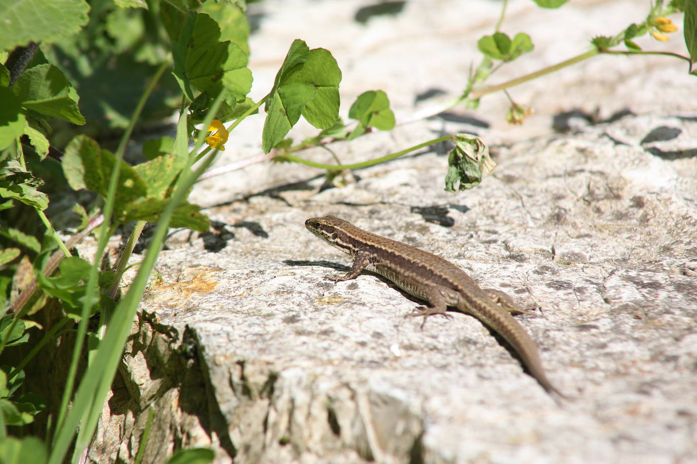 Te acercamos las imágenes de Asturias que este año apenas podemos disfrutar a causa de la terrible pandemia que azota nuestro país. 