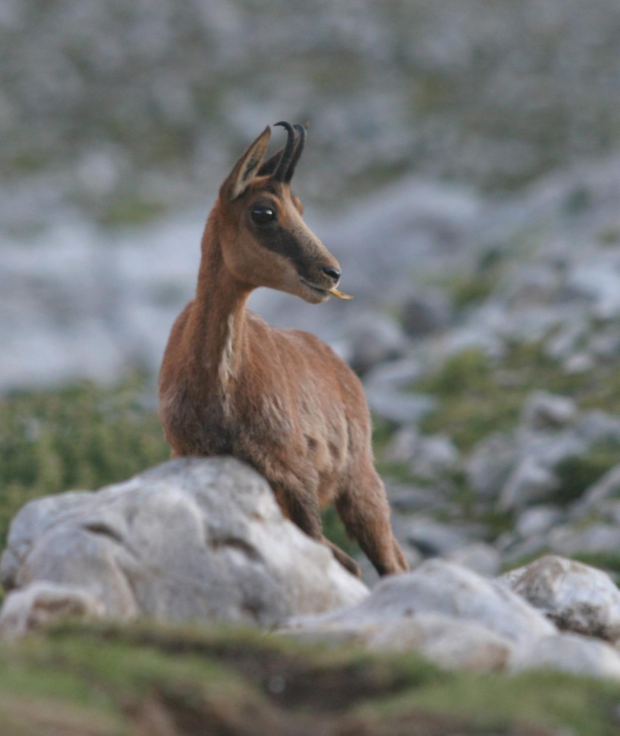 Un rebeco, una de las principales especies cinegéticas de Asturias, en los Picos de Europa. 