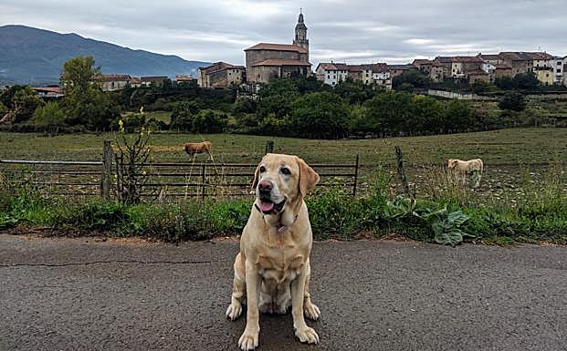 Tu perro durante el estado de alarma: permisos, abusos y restricciones