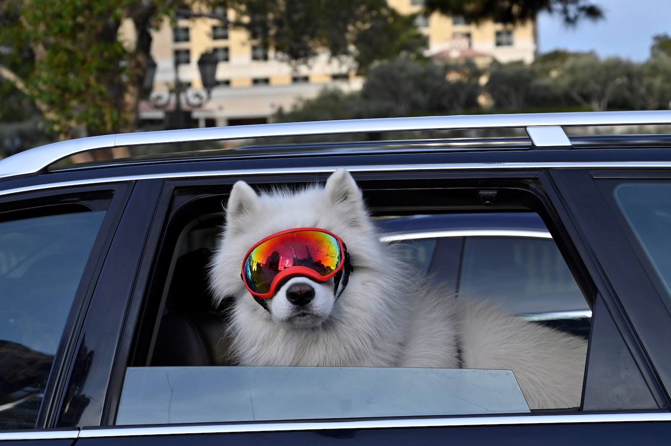 La Organización Mundial de la Salud (OMS) ha confirmado que los animales no transmiten el temido coronavirus y a día de hoy, tener un perro se ha convertido en la envidia del vecindario al poder salir a la calle a pasearlo. La crisis del Covid-19 deja imágenes tan curiosas como estas del mundo animal.