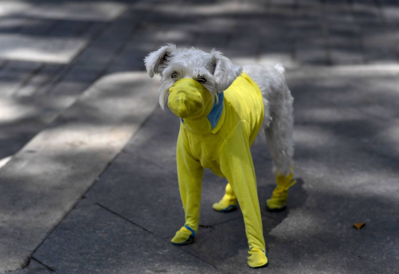 La Organización Mundial de la Salud (OMS) ha confirmado que los animales no transmiten el temido coronavirus y a día de hoy, tener un perro se ha convertido en la envidia del vecindario al poder salir a la calle a pasearlo. La crisis del Covid-19 deja imágenes tan curiosas como estas del mundo animal.